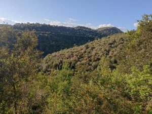 Bosc afectat per sequera